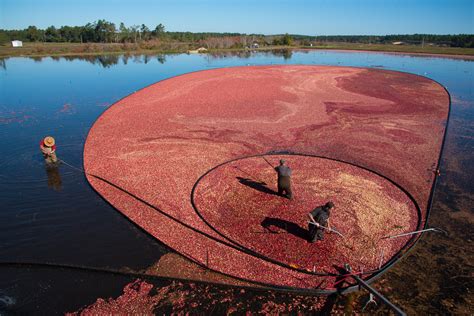  Cranberry Bog: A Bewitching Tale of Deception and Unexpected Consequences!