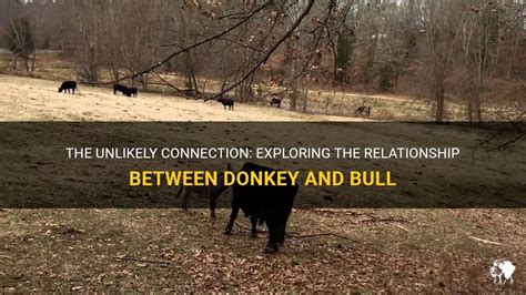  The Bull and the Donkey:  A Story of Unlikely Friendship and Clever Problem-Solving? 